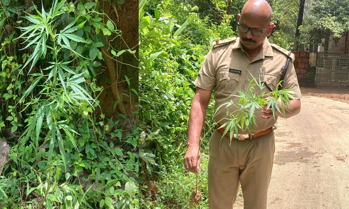 റോഡരികിൽ കഞ്ചാവ് ചെടി, കസ്റ്റഡിയിലെടുത്ത് മട്ടന്നൂർ എക്സൈസ്