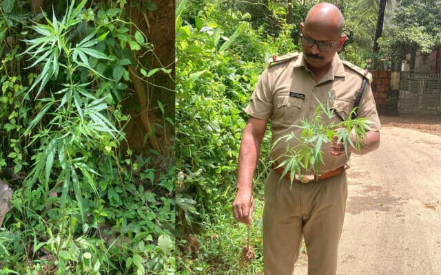 റോഡരികിൽ കഞ്ചാവ് ചെടി, കസ്റ്റഡിയിലെടുത്ത് മട്ടന്നൂർ എക്‌സൈസ്