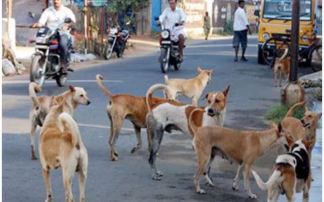 അപകടകാരികളായ തെരുവുനായ്ക്കൾക്ക് ദയാവധം: സുപ്രീം കോടതി നിർദേശം നടപ്പാക്കാൻ കേരളം; തദ്ദേശ സ്ഥാപനങ്ങൾക്ക് അനുമതി