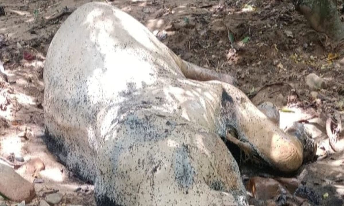 ആറളം ശലഭ സങ്കേതത്തിൽ കാട്ടാനയെ ചെരിഞ്ഞ നിലയിൽ കണ്ടെത്തി