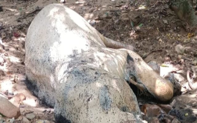 ആറളം ശലഭ സങ്കേതത്തിൽ കാട്ടാനയെ ചെരിഞ്ഞ നിലയിൽ കണ്ടെത്തി