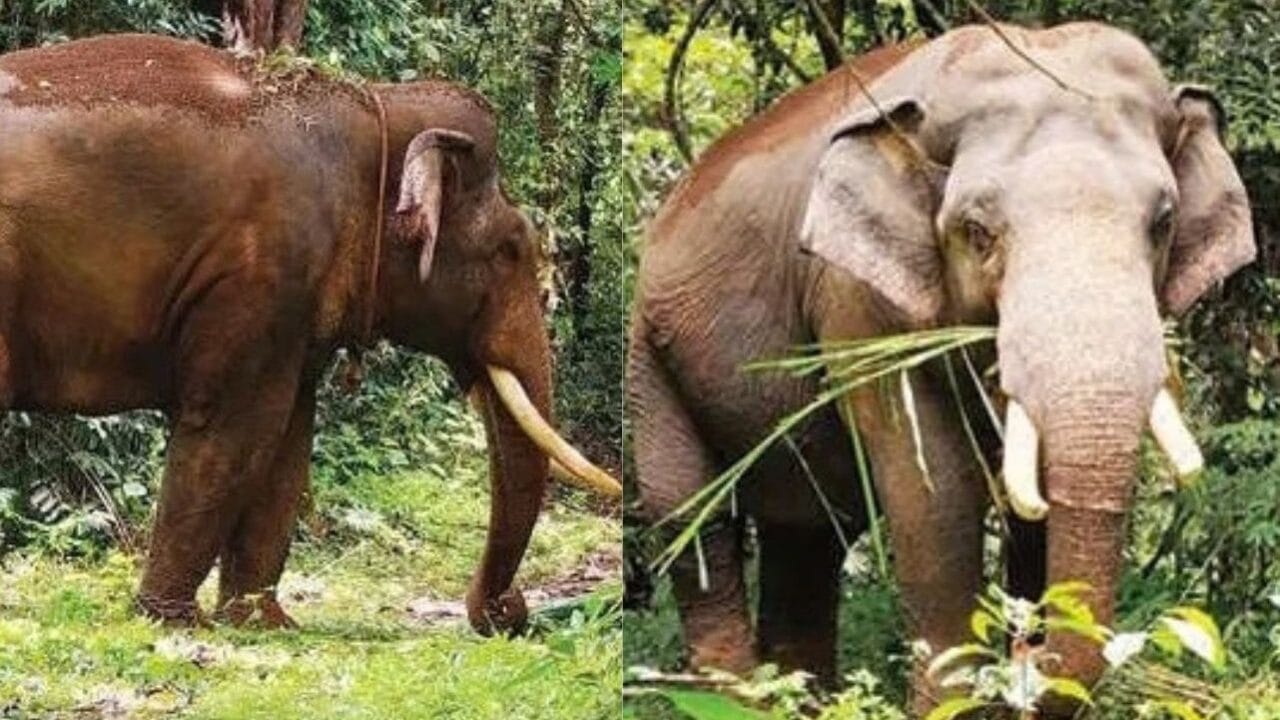 ആറളത്ത് കെ.എം. 1 മോഴയാനയെ പിടികൂടാനുള്ള ദൗത്യം തുടരുന്നു