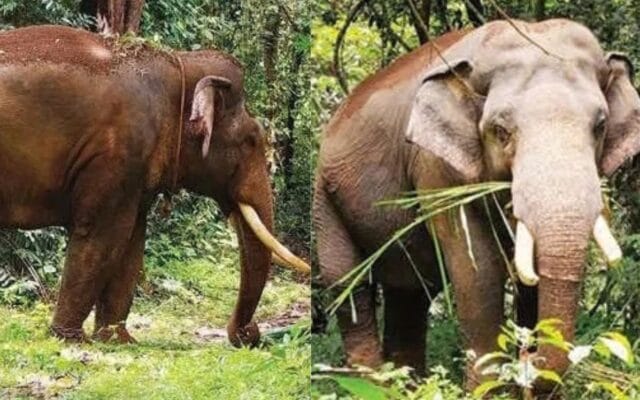 ആറളത്ത് കെ.എം. 1 മോഴയാനയെ പിടികൂടാനുള്ള ദൗത്യം തുടരുന്നു
