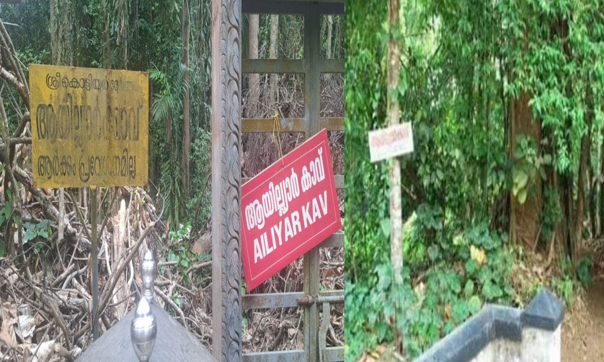 കൊട്ടിയൂർ ആയില്യാർ കാവിലെ മരങ്ങൾ മുറിച്ചു മാറ്റിയതിനെതിരെ പ്രതിഷേധം; ആചാരലംഘനമെന്ന് അടിയന്തിരക്കാർ