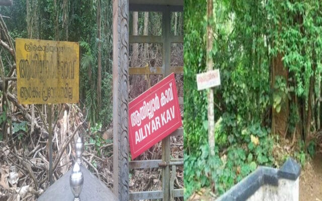 കൊട്ടിയൂർ ആയില്യാർ കാവിലെ മരങ്ങൾ മുറിച്ചു മാറ്റിയതിനെതിരെ പ്രതിഷേധം; ആചാരലംഘനമെന്ന് അടിയന്തിരക്കാർ
