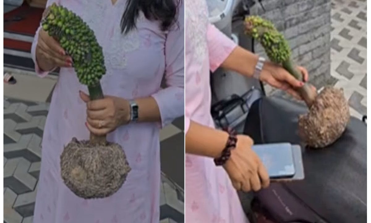 ചേനമുളച്ചപ്പോൾ ഉയർന്നുവന്നത് വാഴക്കുല.. വിചിത്ര പ്രതിഭാസം കാണാൻ ആളെത്തുന്നു