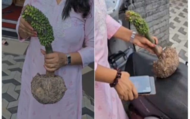 ചേനമുളച്ചപ്പോൾ ഉയർന്നുവന്നത് വാഴക്കുല.. വിചിത്ര പ്രതിഭാസം കാണാൻ ആളെത്തുന്നു
