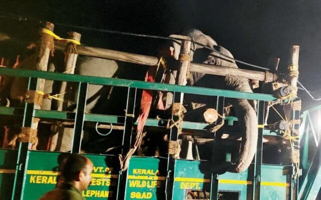 ആറളത്തെ ‘കെഎം-1’ മോഴയാനയെ മയക്കുവെടി വെച്ചു പിടികൂടി