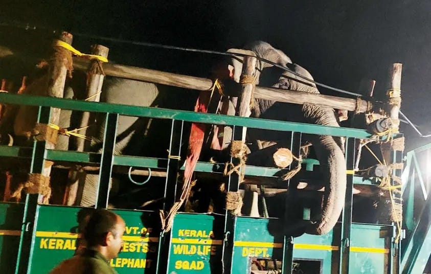 ആറളത്തെ ‘കെഎം-1’ മോഴയാനയെ മയക്കുവെടി വെച്ചു പിടികൂടി